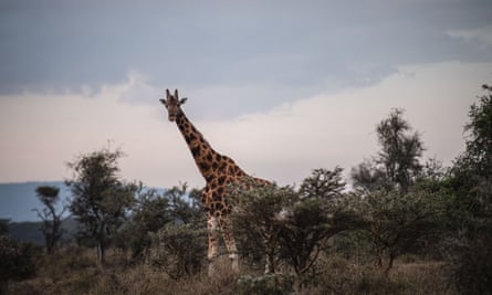 Animal Tracker allows you to trace the movements of wild animals
