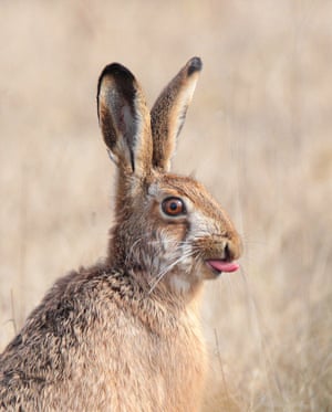 Little Kiss, an amusing picture of a hare looking out into the field with its tongue sticking out