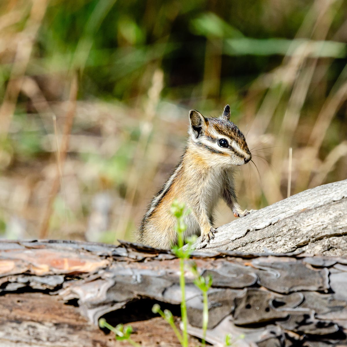 Bubonic plague in chipmunks forces closure of top Lake Tahoe sites |  Wildlife | The Guardian