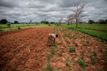 Farmer and single mother Imelda Hicoombolwa weeds her field in Kaumba, western Zambia.