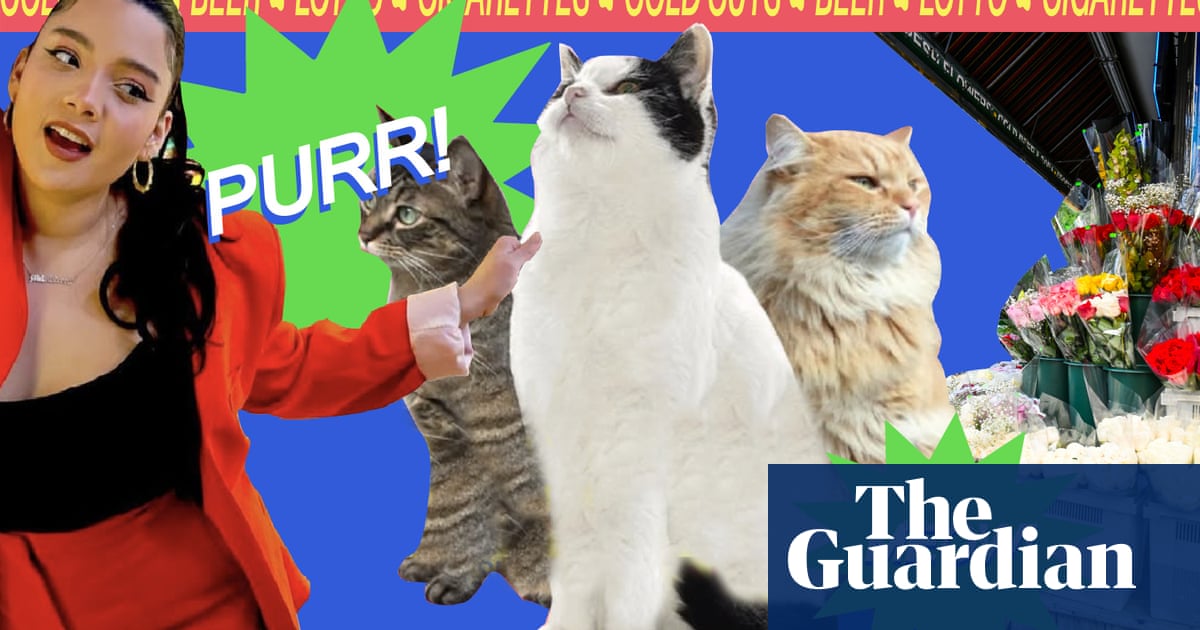 Is that a cat in the Cheetos? New York comedian spotlights the city's famous bodega felines