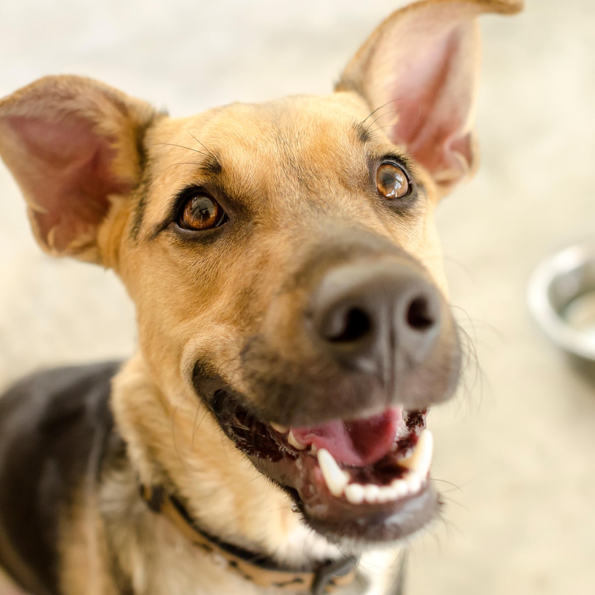 Animal Communicator