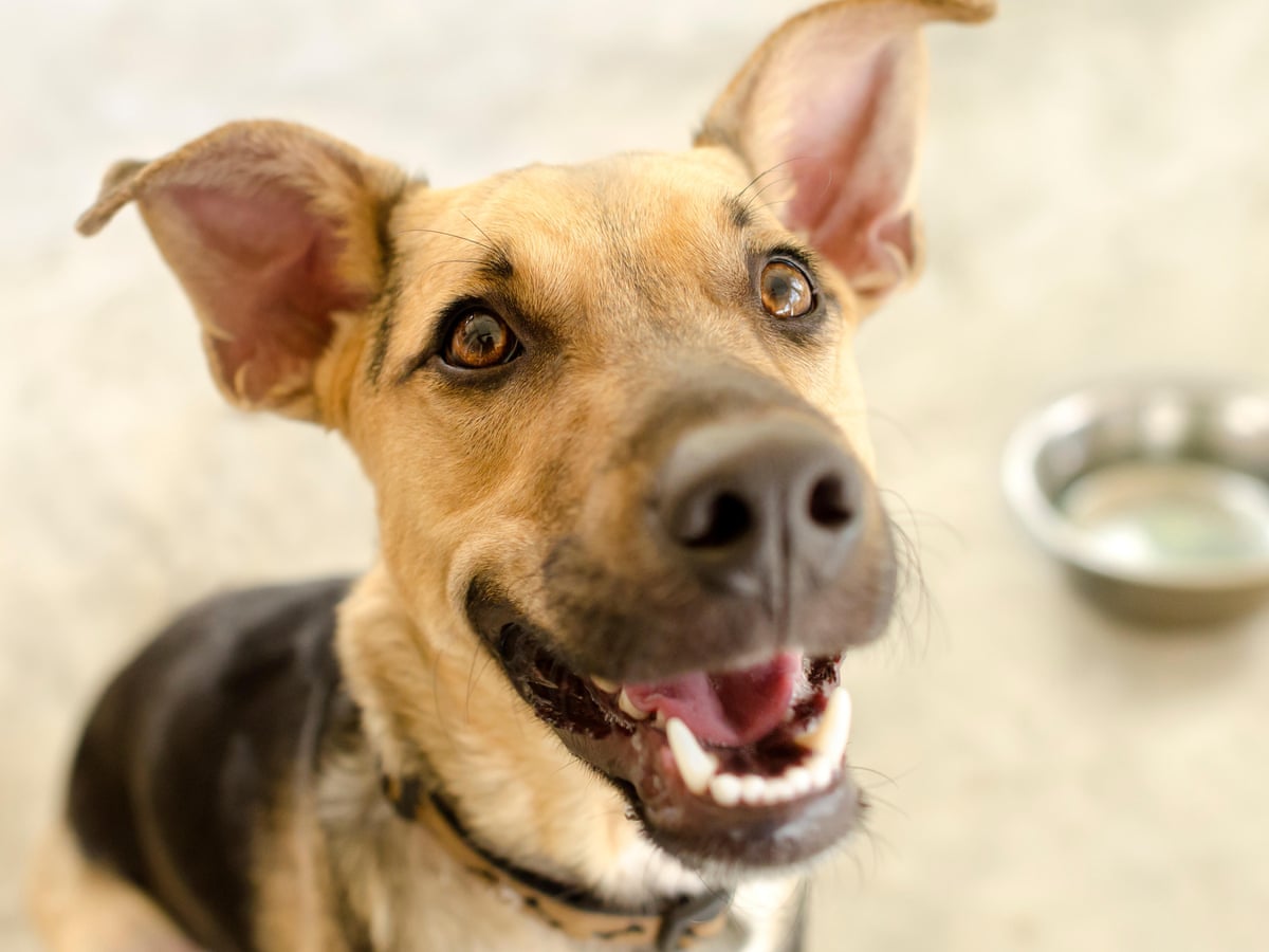 If Only They Could Talk The Psychics Who Know What Your Pet Is