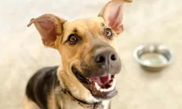 Pet Food Is An Environmental Disaster Are Vegan Dogs The Answer