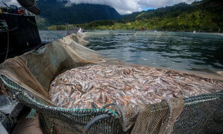 Dead salmon at Porcelana farms in Palena province, southern Chile in 2021