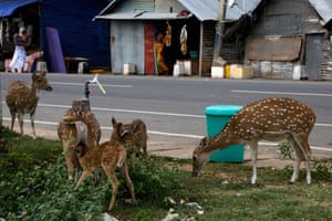 Herds of Sri Lankan axis deer feed on the roadside in the town of Trincomalee