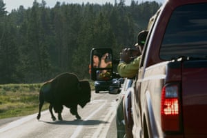 A person's reflection can be seen in the side-mirror of a pickup truck as they take a photo oft a bison on a road