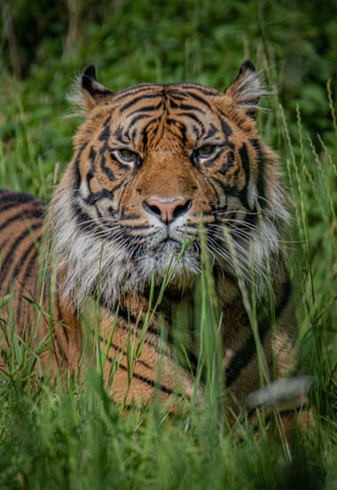 A Sumatran tiger named Dash has been recruited to Chester Zoo from Fota Wildlife Park in Ireland to help protect its endangered species.