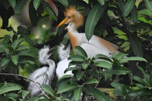 An egret tends to her chicks in their nest near the Brahmaputra River in Guwahati, India