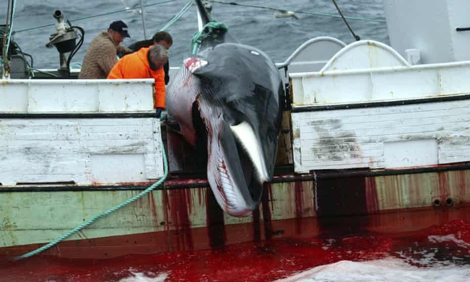 Whaling company Hvalur has a quota of 191 kills as Iceland announced it would resume hunting the endangered fin whale this summer. 