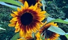 You can't be unfaithful to your allotment