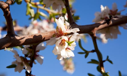 Almond blossom.