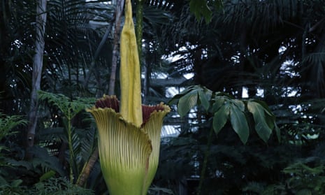 An Amorphophallus titanum, also known as a corpse flower.
