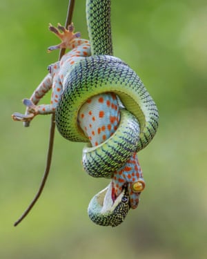 Clutched in the coils of a golden tree snake, a red-spotted tokay gecko stays clamped onto its attacker's head in a last attempt at defence.