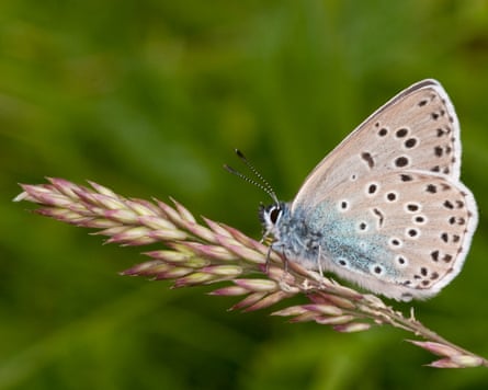 A butterfly perched on a blade of grass.