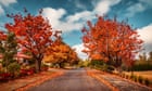 So scarlet it was maroon: five places to watch Australia’s autumn leaves turn