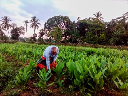 Turmeric production in Ampara district