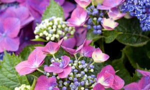 Plant hydrangea ‘Kardinal Violet’