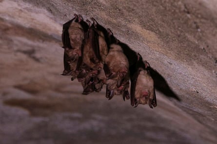 In a wildlife shot taken in a cave of pinkish-grayish stone, a cluster of 6-8 bats hang from the slanted ceiling.