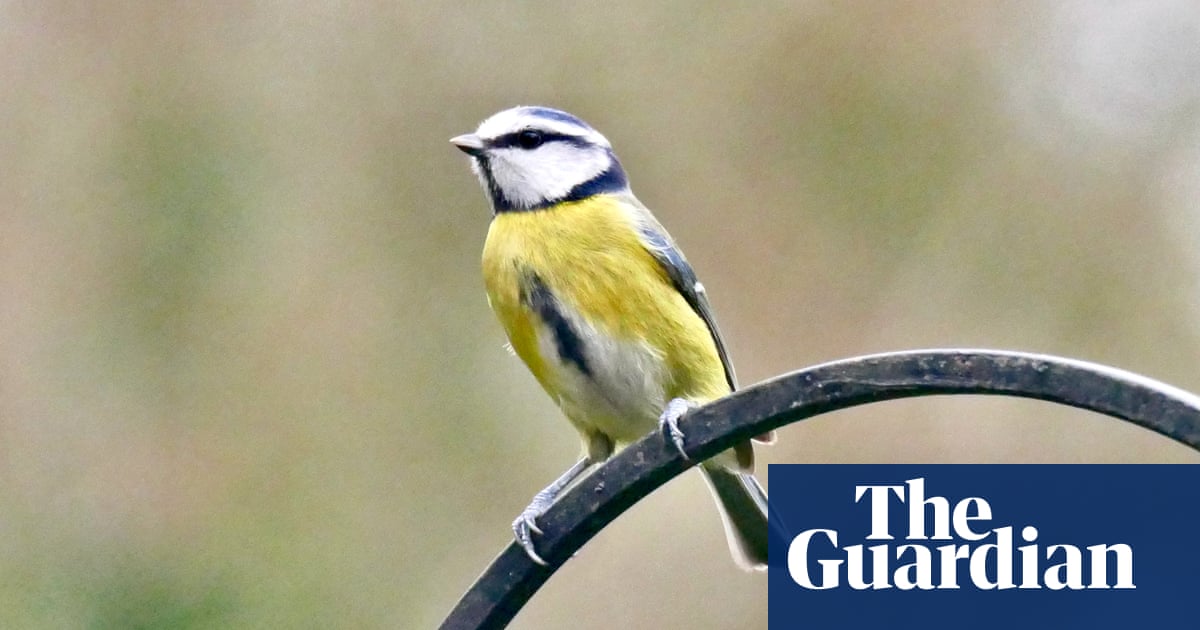 www.theguardian.com