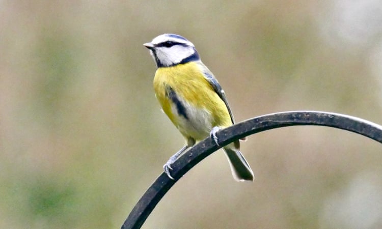 Songbirds being killed by pesticides found in pet fur flea treatments Songbirds being killed by pesticides found in pet fur flea treatments
