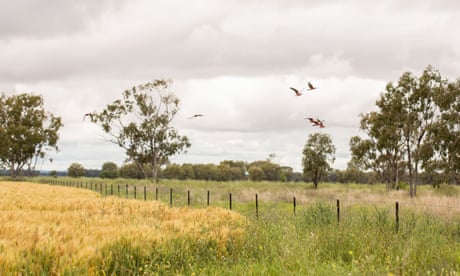 Reintroduced native woody weeds next to lancer wheat crops in a field.