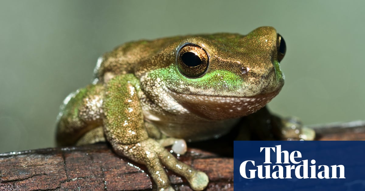 Second chance: 80 critically endangered spotted tree frogs to be released into Kosciuszko national park