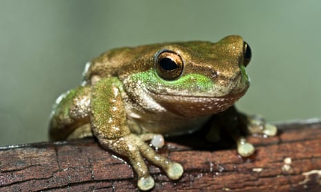 An endangered spotted tree frog