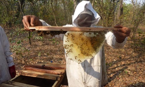 An employee of social enterprise Mama Buci collects honey in the virgin miombo forests of Zambia