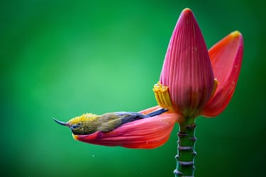 a colourful sunbird on pink banana blossom against a green background