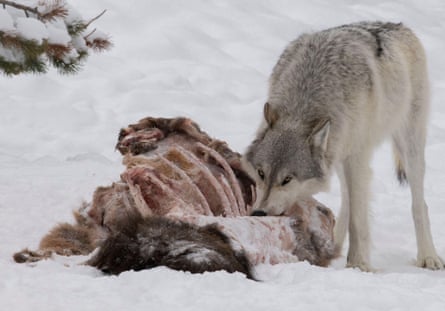 A Gray wolf (Canis Lupus) on carcass in Yellowstone National Park, Wyoming.