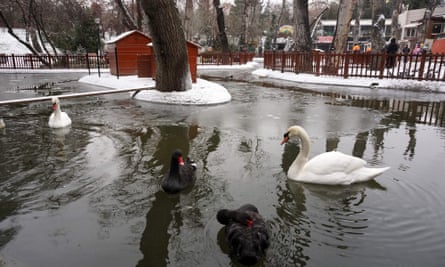 Swans in Ankara’s Kugulu Park.