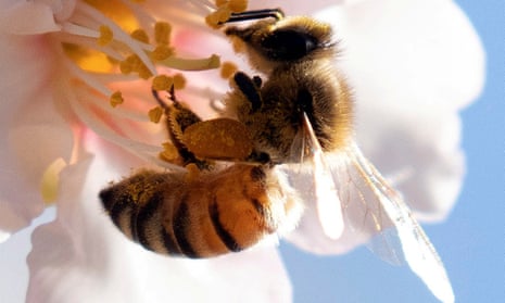 A bee sits on a flower budding from an almond tree