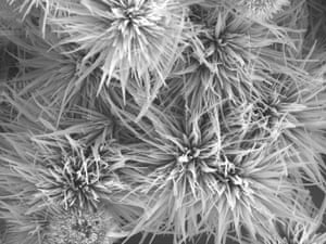 A closeup on a metal organic framework that resembles a sea anemone