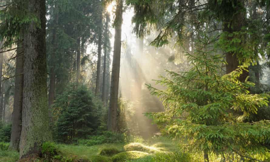 Forest of Harz national park.