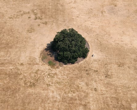 Aerial view of an oak tree surrounded by parched grass