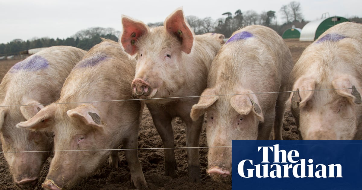 ‘Fallen stock’: what happens now to the UK’s unwanted pigs?