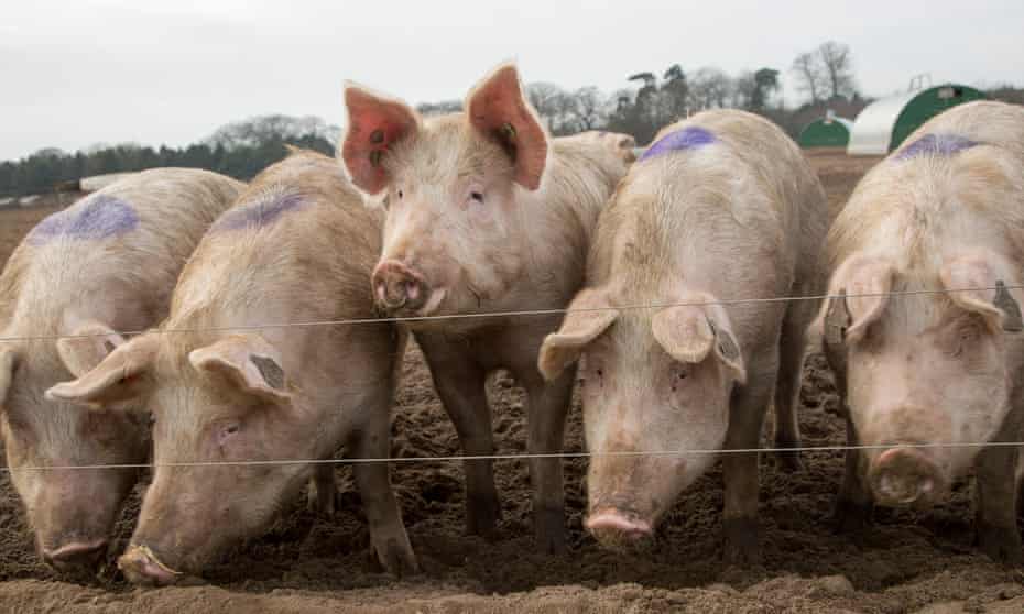 A free-range pig farm in Shottisham, Suffolk