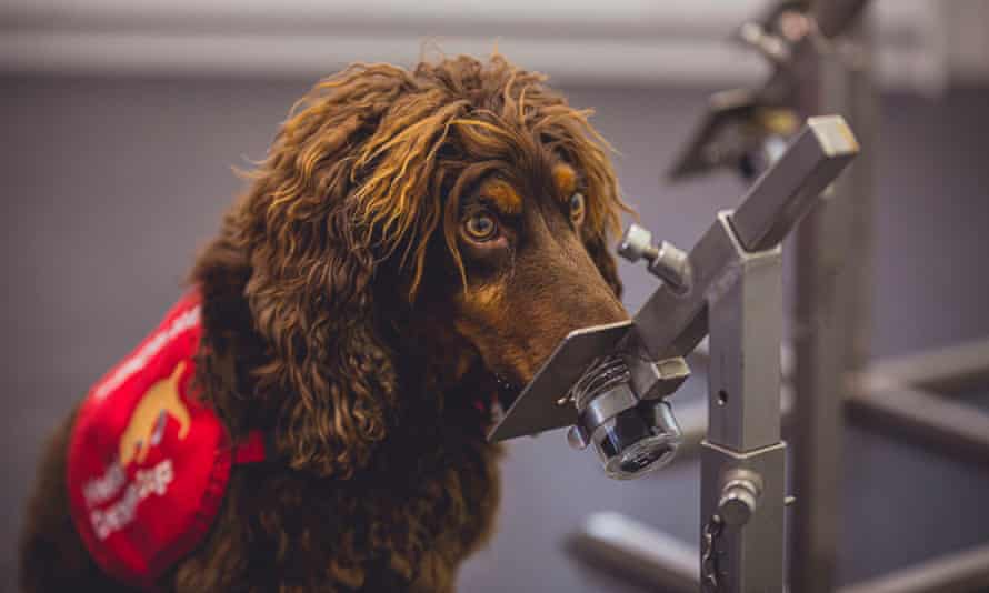 wide-eyed detection dog