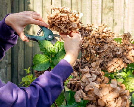 Hands pruning a hydrangea bush with secateurs against a wooden fence