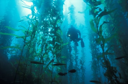 A diver in a kelp forest seen from below.