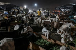 A market at night where sheep are feeding before they are sold ahead of Eid al-Adha, the Muslim feast of sacrifice