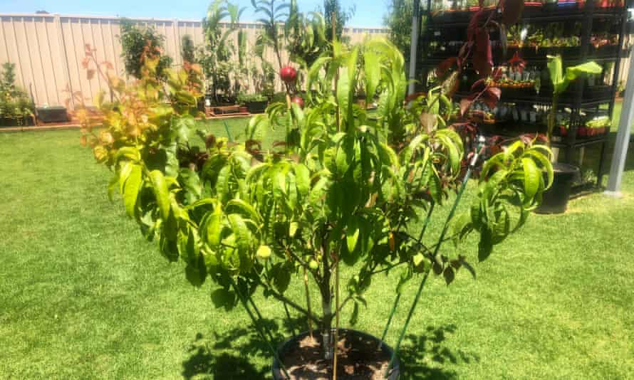 Hussam Saraf’s tree in his backyard in Shepparton.