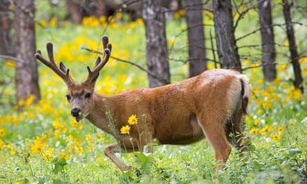 A deer with antlers in a woodland with yellow flowers 