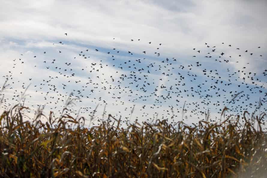 A murmuration of starlings fly by a cornfield in Tiny, Ontario.