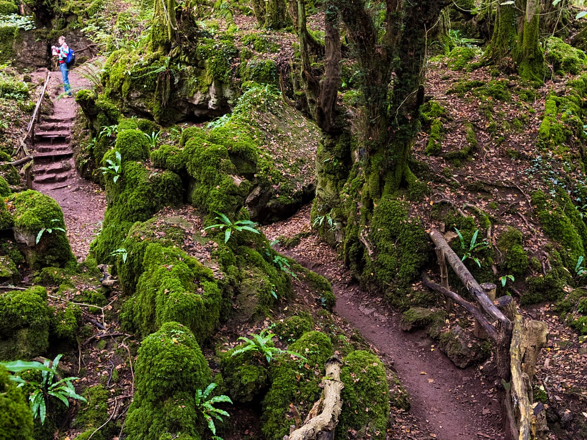10 British Forests Getaways With Great Places To Stay Parks And Green Spaces The Guardian