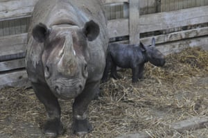 A critically endangered black rhino calf,  born at Flamingo Land zoo in North Yorkshire, UK, stands with its mother