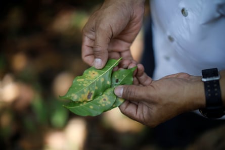 A man holding leaves mottled where pigment has been lost and with dark spots