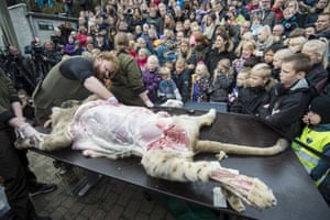 A zoo employee carries out the dissection.