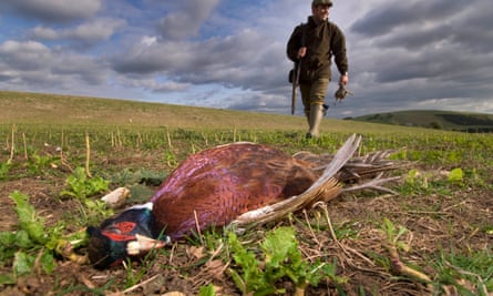 Pheasant shooting in West Sussex.